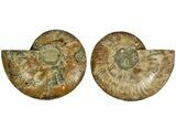 Cut & Polished, Agatized Ammonite Fossil - Madagascar #212864-1